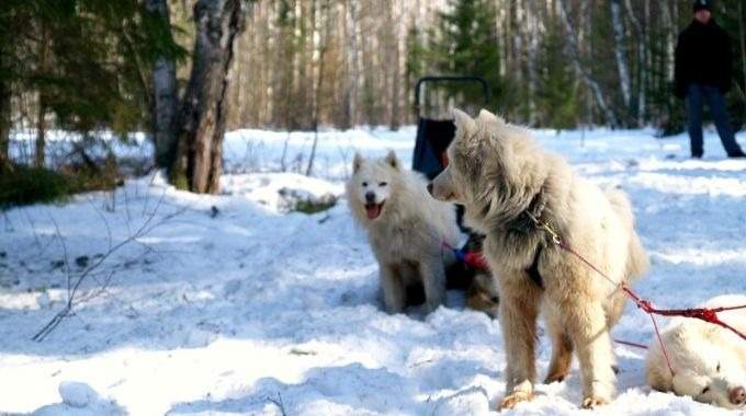 Hund- und Rentierschlittenfahrten im Russischen Norden (KL-09)